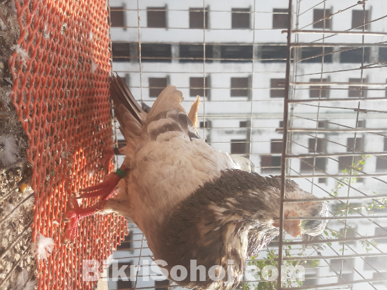 স্প্যানিশ জি এন এস পটার মাস্টার পেয়ার